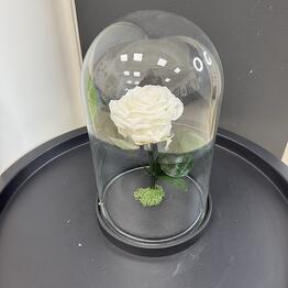  Success Flowers