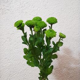 Ilona Veris Florist 