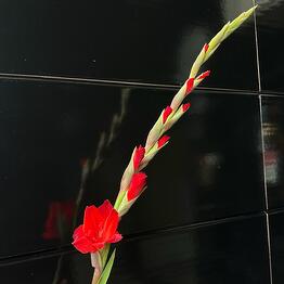 Simfoniya cvetov