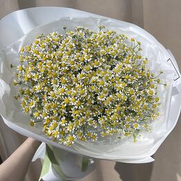 CASEFLO