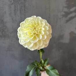 Viva Magenta