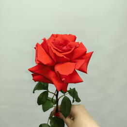 V rose