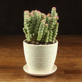 LuxuryPlants
