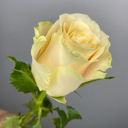 NikaFlower