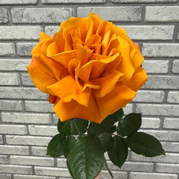 Fiori