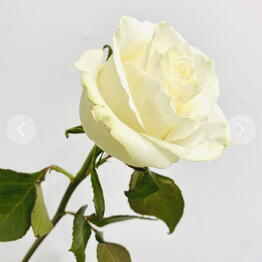 OK Flowers