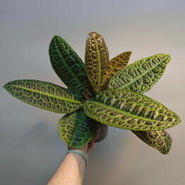 Margaritka