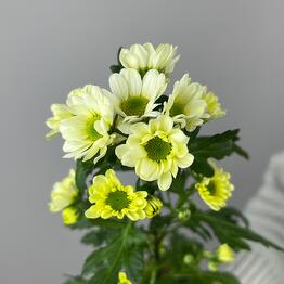 NikaFlower цветы & шары