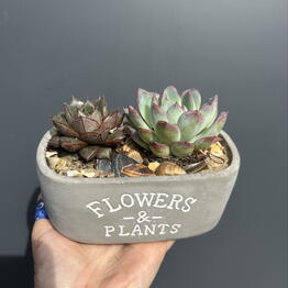 Florideya 