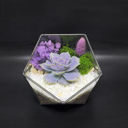 Succulenteria Октябрьское поле