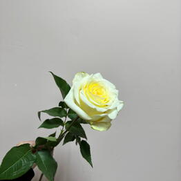 MAD PEONY