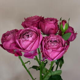Angel Romantic