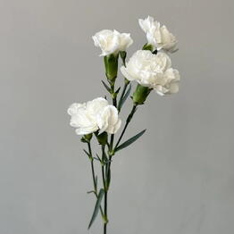 STEMSBOT