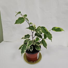 Petale Flowers