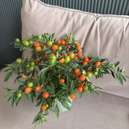 Flora