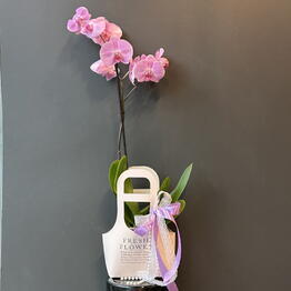 Flowers titan