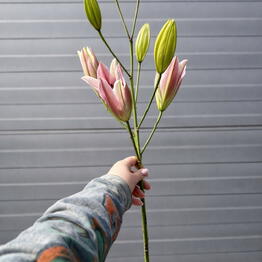 MAS FLORA