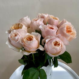 Rose Maria