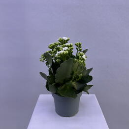 BB Flowers
