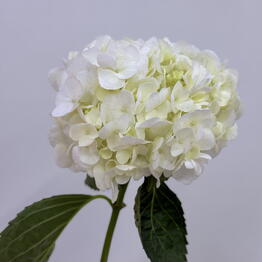 Edelda Flowers