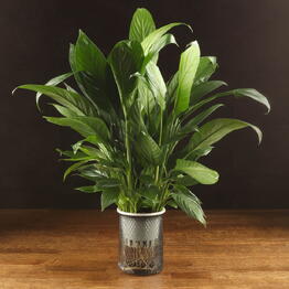 LuxuryPlants