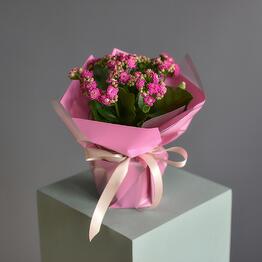 BOTANIC CRAFT