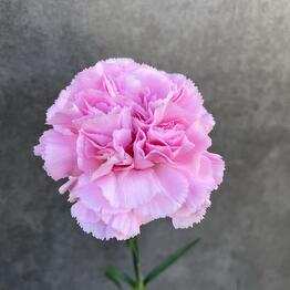 Flower Boutique
