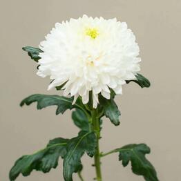 Dalia Rose