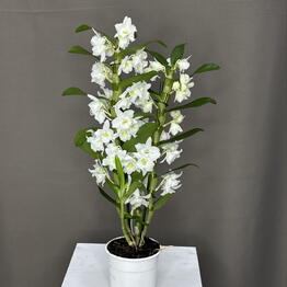 Fenomen Flowers