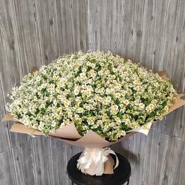 Bouquet of 101 daisies