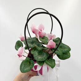 Студия Лаванда / цветы Балашиха 