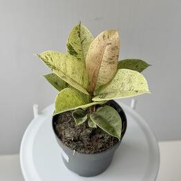 Viola