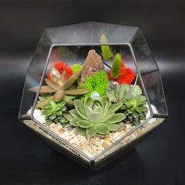 Succulenteria Oktyabrskoe pole
