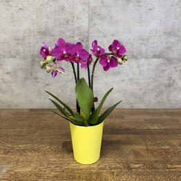 LuxuryPlants