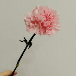OK Flowers