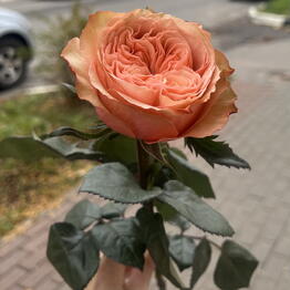 Студия ПИОН 