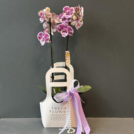 Flowers titan
