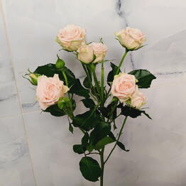Kekelidze Flowers