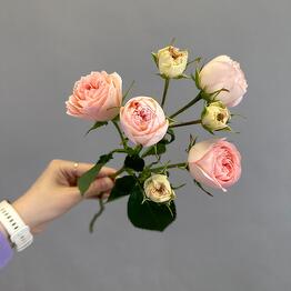 ФЛОРЕНТИНА & Цирк 🌿