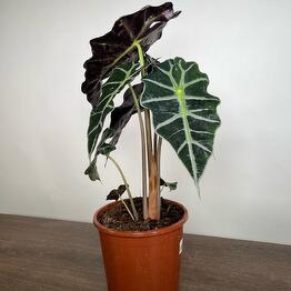 April_Plants