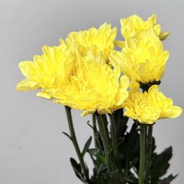 Flowers DG