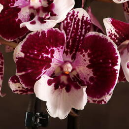 LuxuryPlants
