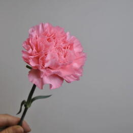 Veranda Flower
