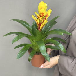 Fenomen Flowers