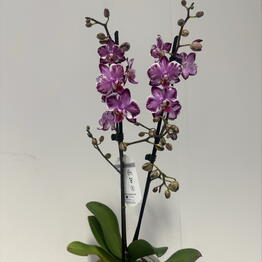 Studiya Lavanda