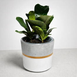 Ready Plants