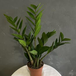 Flora Decor