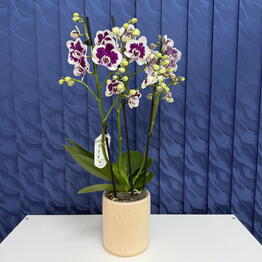 SUNFLOR