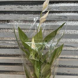 Flowershop pinsk