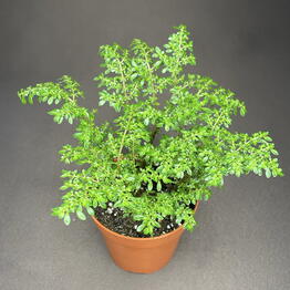 GreenDecor